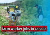 Farm Jobs in Canada with Visa Sponsorship Farm Jobs in Canada with Visa Sponsorship
